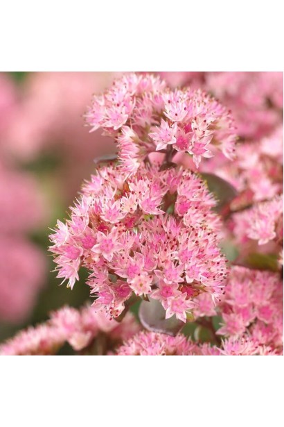 Очиток гібридний Матрона в горщику